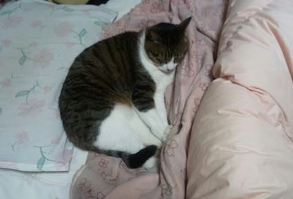 布団に載る猫